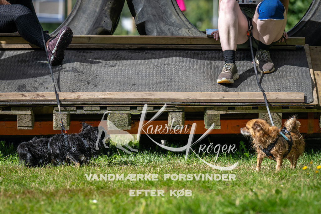 1539_ZZ93594 | kk-dogfotos