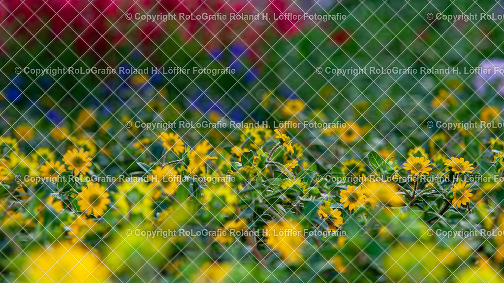 Husarenknopf-Zwergsonnenblume_Sanvitalia procumbens_Familie-Asteraceae | Husarenknopf - Zwergsonnenblume Sanvitalia procumbens Aus der Familie der Asteraceae - Realisiert mit Pictrs.com