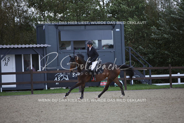 1J2A5240Britta Braunert_ Congettano Blue PS_ Kn267_ Havekost | Foto- und Videografie für alles rund ums Pferd. Hochwertige Bilder und Videos vom Spring- und Dressurreiten, Voltigieren & mehr. Jetzt aktuelle Veranstaltungen und Preise im Shop ansehen. - Realisiert mit Pictrs.com