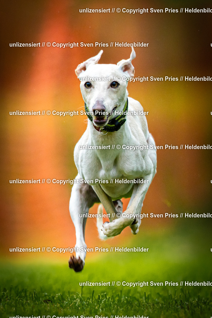 Sven Pries | 2025-09-21 - Hunderennen Baden-Oos - Realisiert mit Pictrs.com