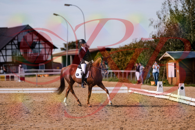 2026_10_03_Siefer-Hof_133154_Z81_87280869 | Professionelle Reitsport-, Turnier- und Eventfotografie von Robert Broda. Galerien mit ausgewählten und bearbeiteten Bildern direkt online ansehen und bestellen.