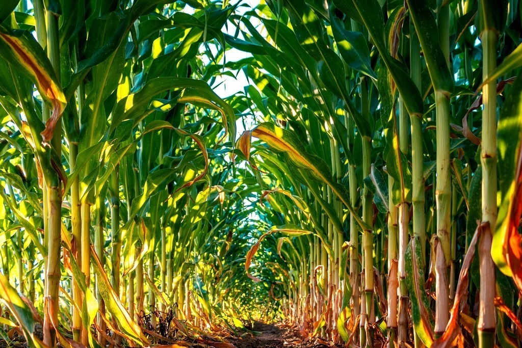 Maisfeld | fotografie-bernd-pfalzgraf - Realisiert mit Pictrs.com