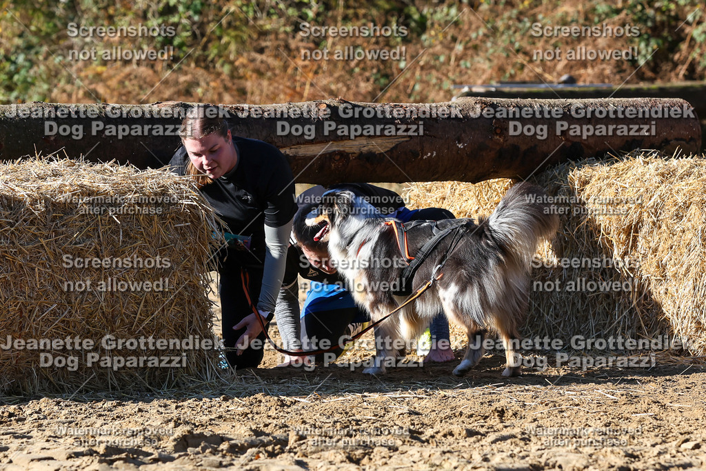 Dog Paparazzi - Strongdog 10-25-2422 | Dog Paparazzi Jeanette Grottendiek Fotografie & Videografie - Realisiert mit Pictrs.com