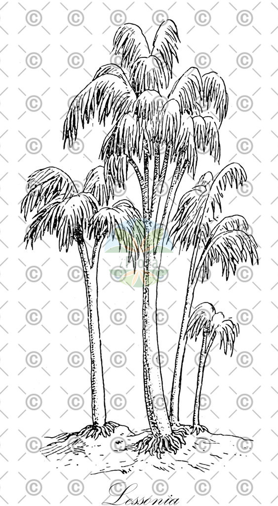 HistAbb_wfo-0001207488_1_ENZY_Simple | Historische Abbildung von Lessonia - Lessoniaceae (0) | Historical Illustration of Lessonia - Lessoniaceae (0)