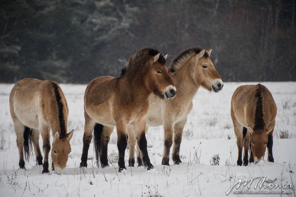 2016-01-16-11h25m41s_MichaelThoma_D810-2969 | Dies ist der Online-Shop von naturfoto.michaelthoma.de. Ich bin leidenschaftlicher Naturfotograf und fotografiere von der Andromedagalaxie bis zum Zwergtaucher, von der Ameise bis zum Orionnebel alles was mit Natur zu tun hat. Hier kann eine Auswahl meine - Realisiert mit Pictrs.com