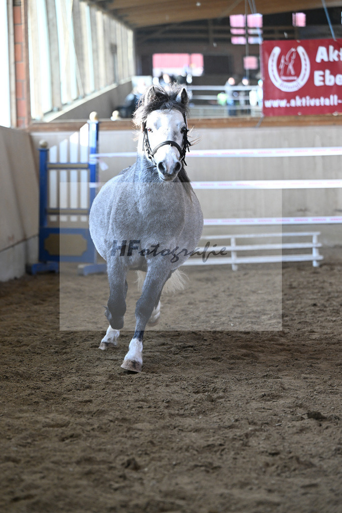 Kat-Nr. 17 Linderich Trudolfo v. Voermanhof Nicolas_ZG Seitle u Necker_49250750 | hf-fotografie - Realisiert mit Pictrs.com