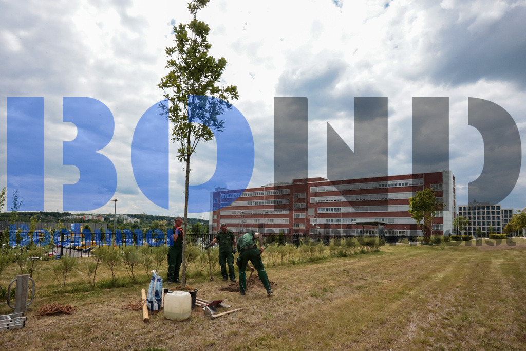 Eicheingrabung | Eicheingrabung - Realisiert mit Pictrs.com