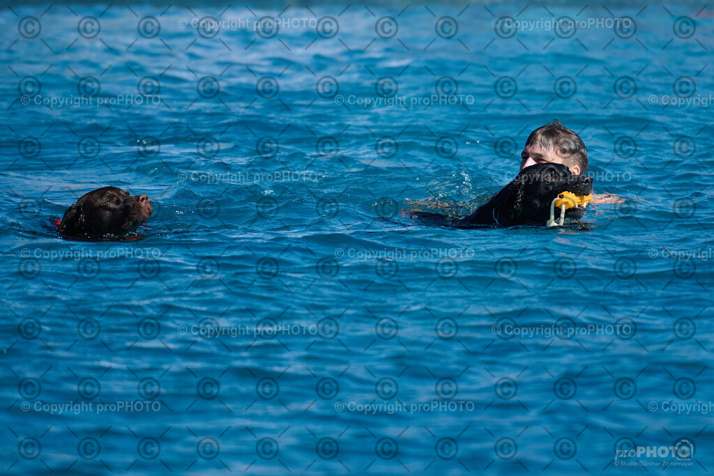 111_202509_4Hundebadetag_NZ9_2468 | proPHOTO - Realisiert mit Pictrs.com