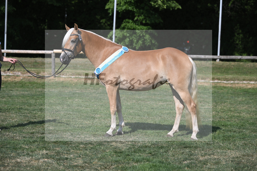 Kat-Nr. 39 Pepsi_Berger_20231921 | hf-fotografie - Realisiert mit Pictrs.com