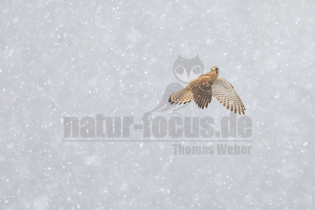 R6NF3419_20260103 | Ein Turmfalke (Falco tinnunculus) fliegt mit weit ausgebreiteten Flügeln durch dichten Schneefall. Der Vogel ist in der Mitte des Bildes positioniert und blickt leicht nach rechts. Sein Gefieder zeigt braune und beige Töne mit dunklen Flecken, während die Unterseite der Flügel heller ist. Die Schneeflocken sind als viele kleine weiße Punkte im gesamten Bild sichtbar, was eine winterliche und dynamische Szene schafft. - Realisiert mit Pictrs.com