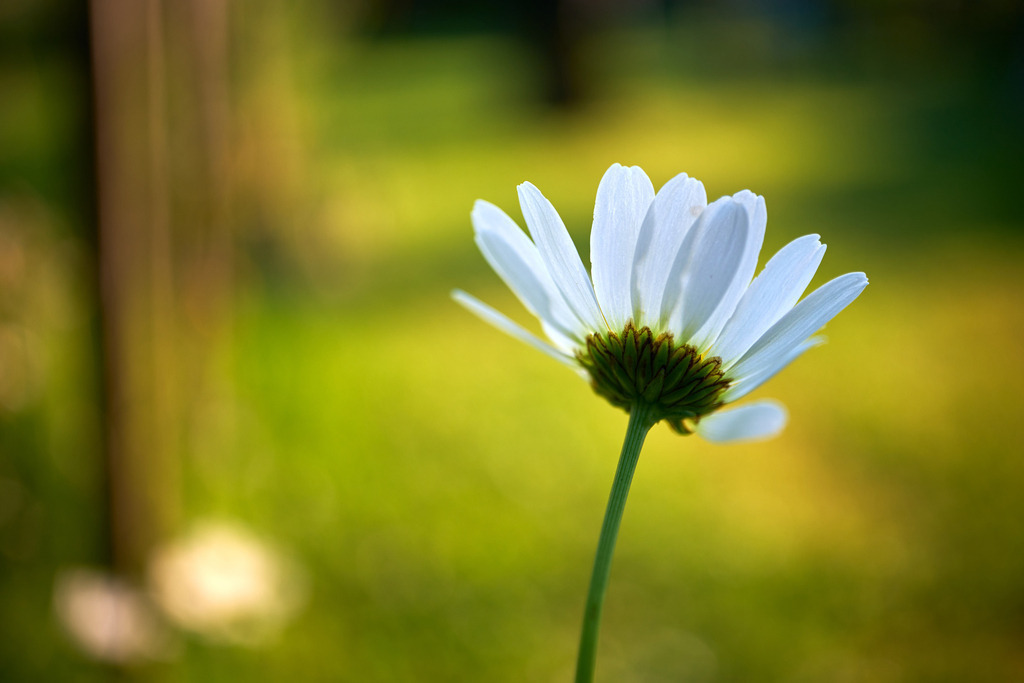 Margerite in der Wiese | Austria - June 09, 2023: Margerite in der Wiese. - Realisiert mit Pictrs.com