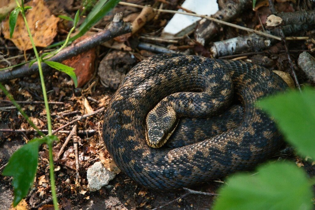Krezotter | Unvergessliche Erinnerungen in Bildern festgehalten! Ob Hochzeit, Shooting oder Landschaft  - Ich bin dein Fotograf in Erfurt und Umgebung! Photo-Rauch | Sandro Rauch - Realisiert mit Pictrs.com