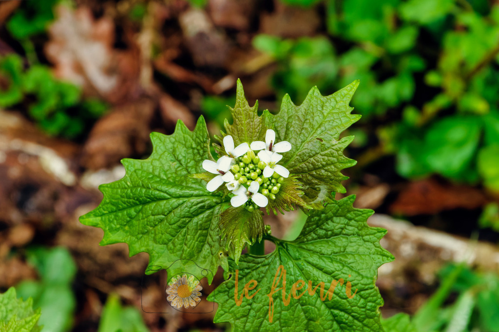 DSC_0225-NEF_DxO_DeepPRIME (1) | Dies ist der Shop von Florian Blum - le fleuri. Langenthal, Bern, SchweizSie können hier meine oder ihre eigenen Fotos als Fotoprodukte kaufen. Tassen, Schlüsselanhänger, Taschen etc. können Sie hier gestalten.  - Realisiert mit Pictrs.com