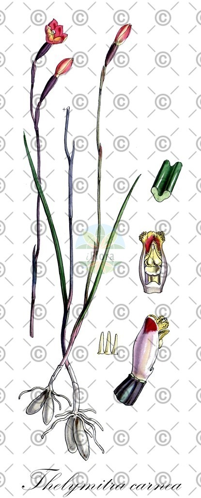 HistAbb_wfo-0001109421_1_ENZY_Simple | Historische Abbildung von Thelymitra carnea - Orchidaceae | Historical Illustration of Thelymitra carnea - Orchidaceae