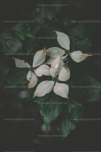 Hartriegel | fast unscheinbar erscheinen die Blüten des Chinesischen Blumen Hartriegel - Realisiert mit Pictrs.com
