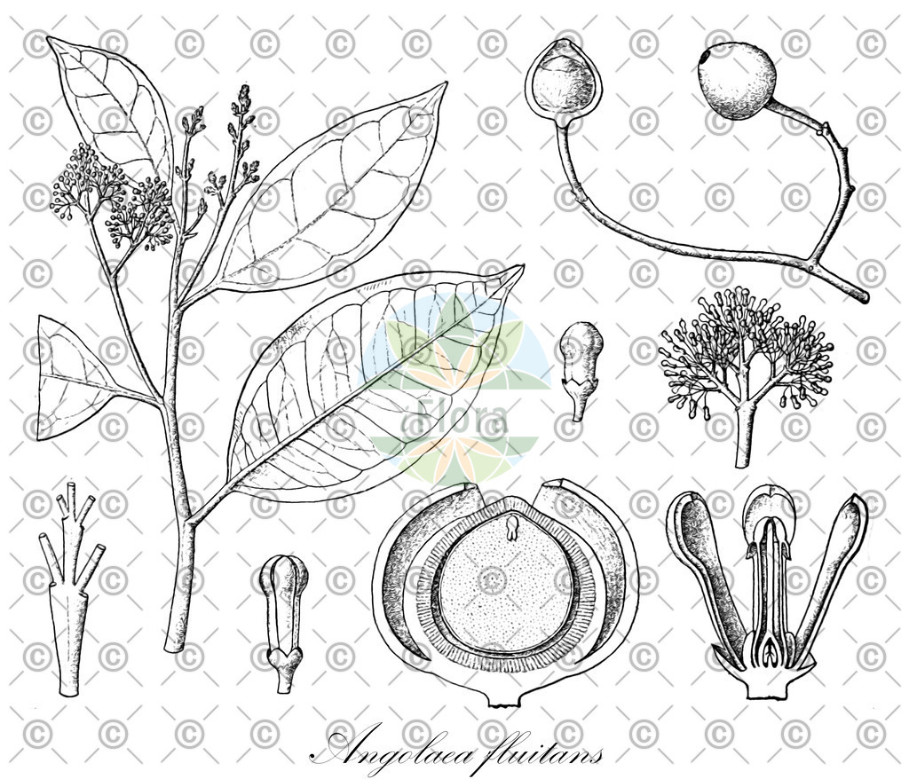 HistAbb_wfo-0000536542_137_ENZY_Simple | Historische Abbildung von Angolaea fluitans - Podostemaceae | Historical Illustration of Angolaea fluitans - Podostemaceae