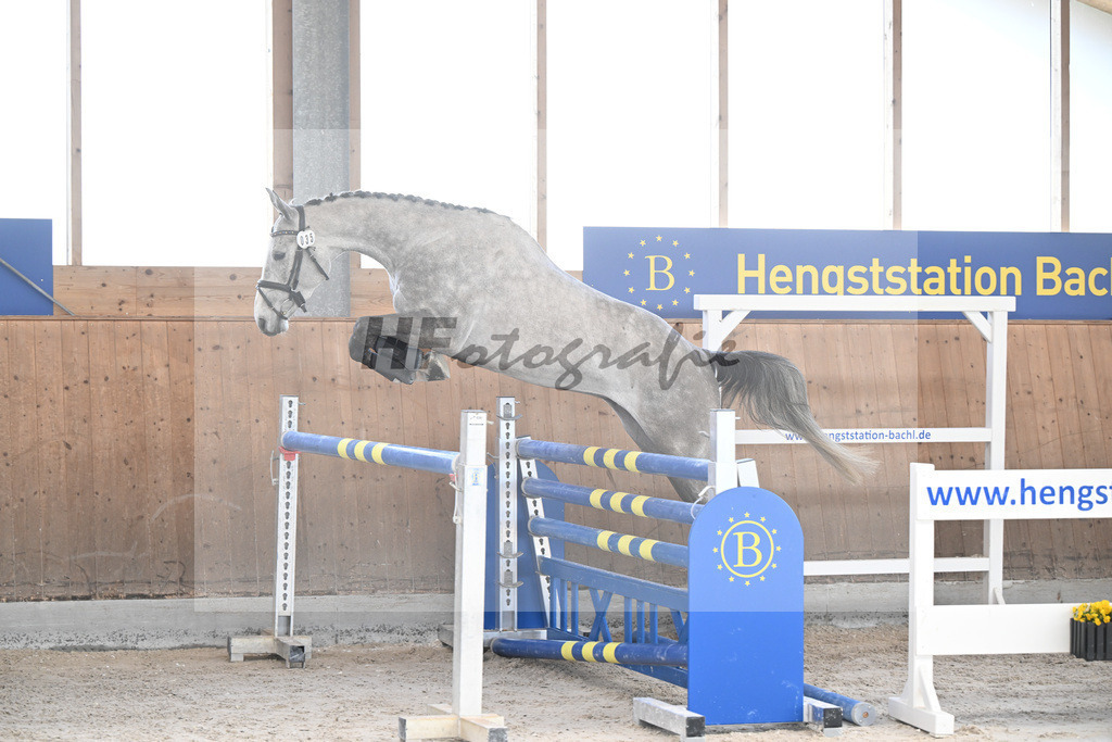 Kat-Nr. 35 Quibertus by HaB Z v. Quiwi Capitol_Tilp_14261881 | hf-fotografie - Realisiert mit Pictrs.com