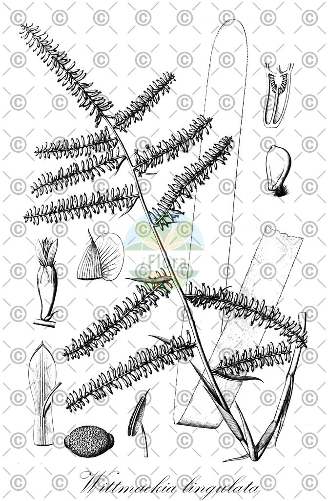 HistAbb_wfo-0000334484_1_ENZY_Simple | Historische Abbildung von Wittmackia lingulata - Bromeliaceae | Historical Illustration of Wittmackia lingulata - Bromeliaceae