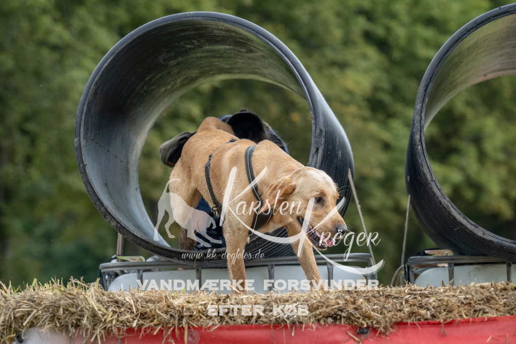 0951_ZZ91393 | kk-dogfotos