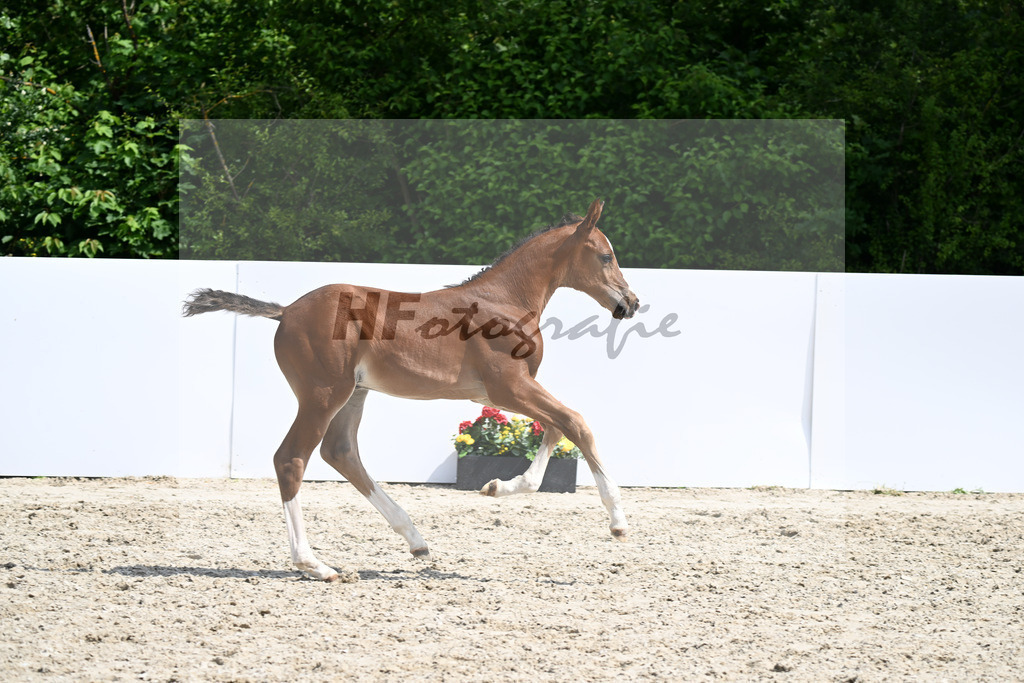 Emerald v h Ruytershof x Epleaser vant Heike_HF_Koenig_13250698 | hf-fotografie - Realizzato con Pictrs.com