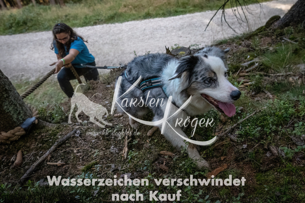 0946_ZZ93207-DeNoiseAI-low-light | kk-dogfotos