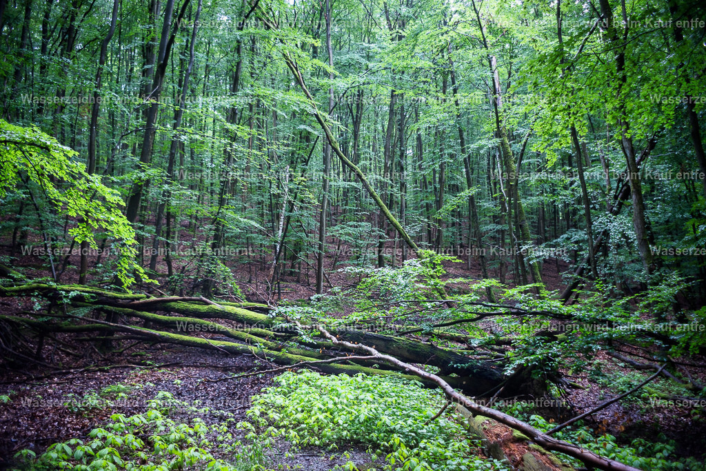Heilung und Fülle | Die Botschaft zum Bild lautet: Dieses Bild gibt Heilung in Fülle, in Massen. Siehe das verschwenderische Grün, das das Braune überdeckt. Und so kannst du negative Gedanken loslassen und heilen und in die Fülle kommen mit Freude.