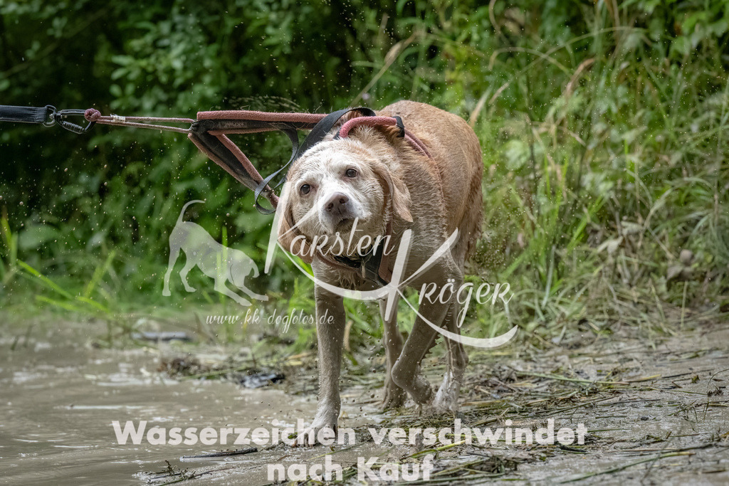1032_ZZ94781 | kk-dogfotos