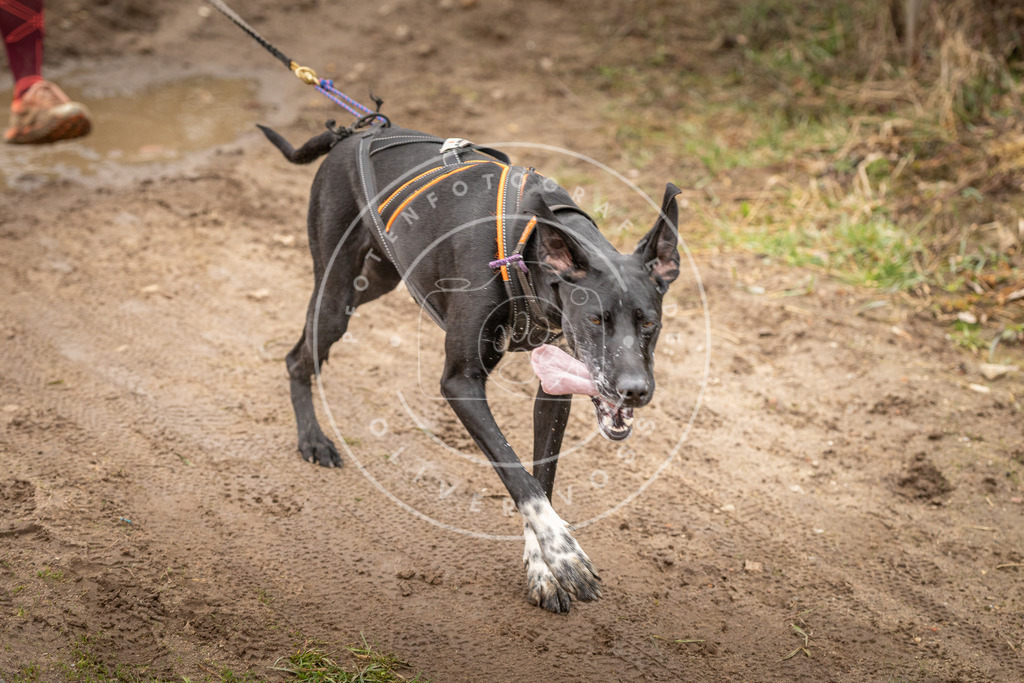 DV3A2340 | Hundefotografie, Tierfotograf, Pfotenfotografie, Fotoshooting Hund, Hunde Portrait, Hundesport, Hundeportraits, Heideshooting, Hunde, Sportfotograf, Hundefotograf, Turnierhundsport, THS,  - Realisiert mit Pictrs.com