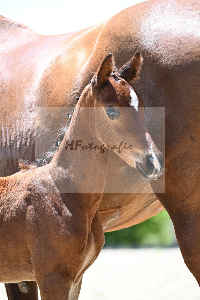 Glamourdale x Fuerst Fernando_HF_Markl_19240591 | hf-fotografie - Realisiert mit Pictrs.com