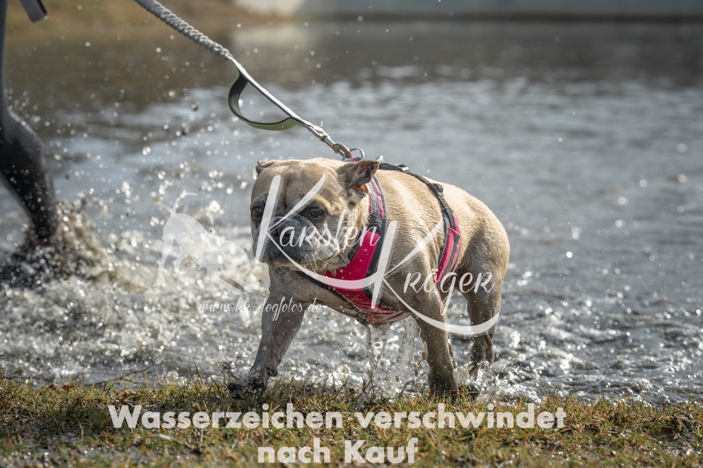 1040_ZZ98961 | kk-dogfotos