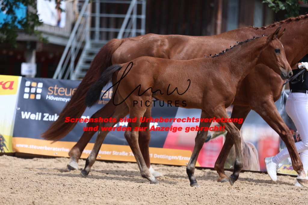 Fohlenschau_Schwäbisch_Hall_dressurbetonte_Fohlen_KN 6_17 | lmwpictures - Realisiert mit Pictrs.com