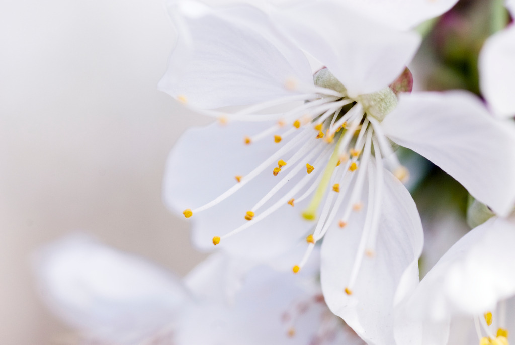 weiße Bluete | , Deutschland - April 27, 2008: weiße Bluete. - Realisiert mit Pictrs.com