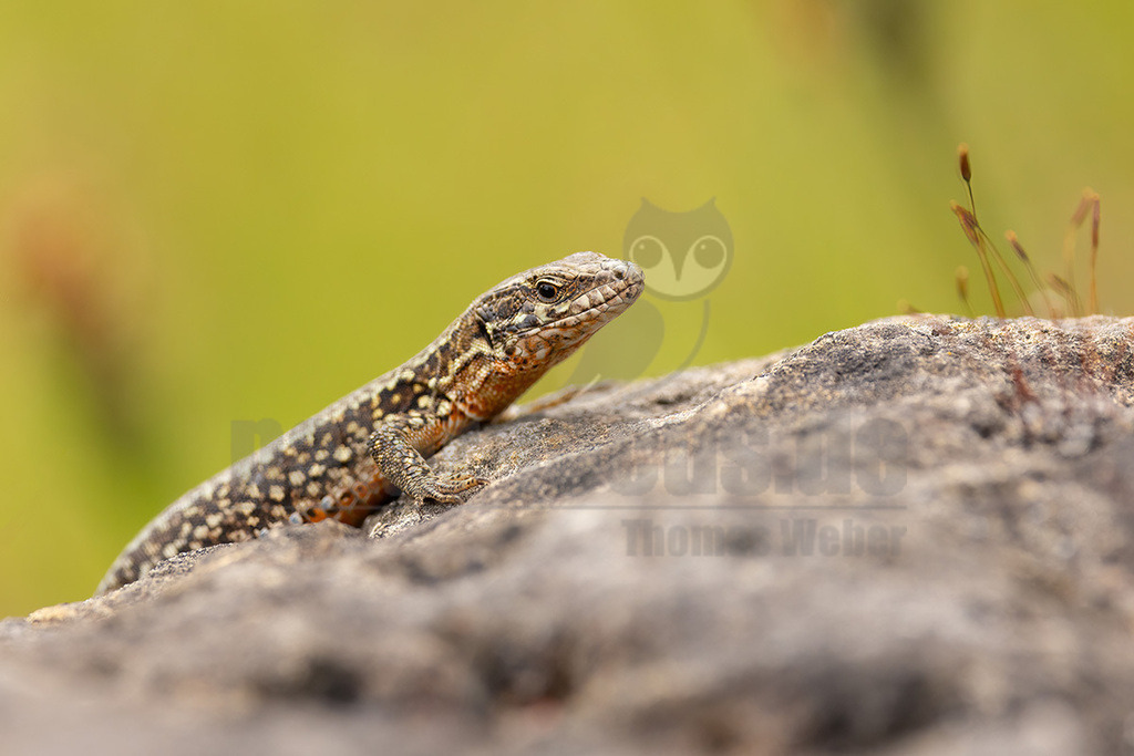 R5NF4563_20240623 | Die Mauereidechse gehört zur Klasse der Kriechtiere, der Familie der Echten Eidechsen und zur Gattung der Mauereidechsen. Sie wurde von der Deutschen Gesellschaft für Herpetologie und Terrarienkunde zum Reptil des Jahres 2011 ausgerufen. - Realisiert mit Pictrs.com
