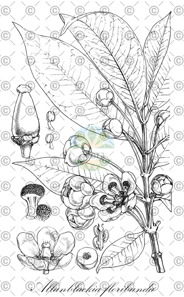 HistAbb_wfo-0000525979_1_ENZY_Simple | Historische Abbildung von Allanblackia floribunda - Clusiaceae | Historical Illustration of Allanblackia floribunda - Clusiaceae
