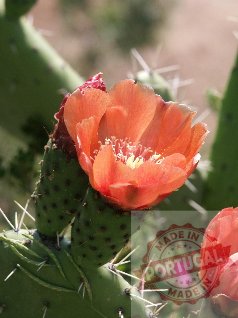 Orange flower blooming on prickly pear cactus in the desert | Close-up of vibrant orange flower blooming on a prickly pear cactus, showcasing the beauty of desert flora - Realized with Pictrs.com