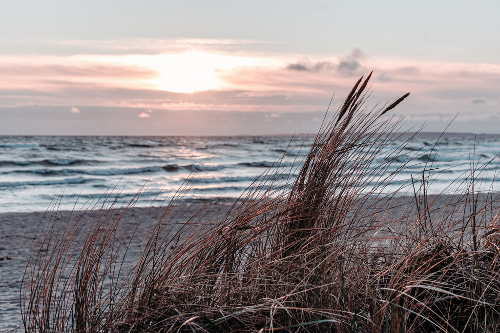 Wandbild: Strandhafer im Morgenrot in dezenten Farben | Das Wandbild im Querformat zeigt einen schönen Sandstrand am Morgen. Das Licht am Himmel ist durch den Sonnenaufgang noch dezent rötlich. Im Vordergrund stehen einige Halme Strandhafer die bis in den Himmel ragen. Über dem Meer kann man die kurz zuvor aufgegangene Sonne gut hinter den Wolken erkennen. Holen Sie sich dieses traumhafte Strandmotiv in dezenten Farben auf Leinwand, auf Aluminium-Platte oder Acrylglas. Ideal fürs Wohnzimmer, Schlafzimmer, Küche, den Arbeitsplatz oder die Ferienwohnung. Die Wandbilder werden individuell für Sie in vielen Abmessungen produziert. Daher passen die Ostseekult Wandbilder immer perfekt an Ihre Wände. - Realisiert mit Pictrs.com