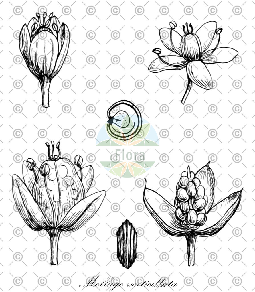 HistAbb_wfo-0000245053_1_ENZY_Simple | Historische Abbildung von Mollugo verticillata - Molluginaceae | Historical Illustration of Mollugo verticillata - Molluginaceae (carpet-weed;mollugo verticillé;green carpet-weed;indian chickweed)