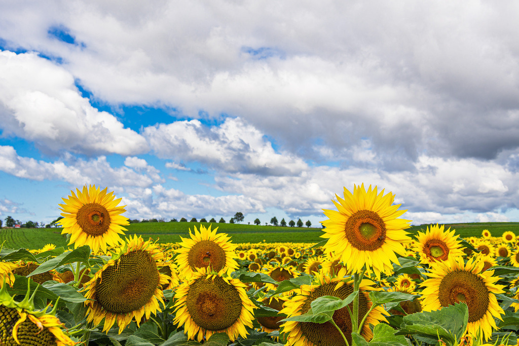 Sonnenblumenfeld zwischen Stäbelow und Clausdorf bei Rostock | Sonnenblumenfeld zwischen Stäbelow und Clausdorf bei Rostock.