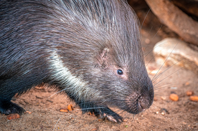 Stachelschwein | Professionelle Natur- & Landschaftsfotos als Poster, auf Leinwand & viele mehr. Wähle aus einer Vielzahl an Formaten & Materialien Dein perfektes Bild. - Realisiert mit Pictrs.com