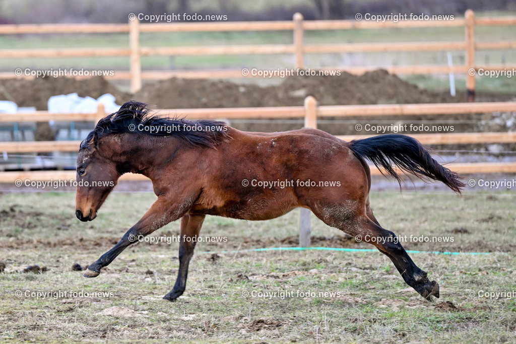 Pferde_ 29.12.2024-19 | 29.12.2024, Rajec, SVK, Themenbild, Pferde, im Bild Pferd, Pferde, Stute, Hengst, Fohlen, Quarter Horse, Ranch, Weide, Hof, Wiese, Stall, Nutztier, Tier