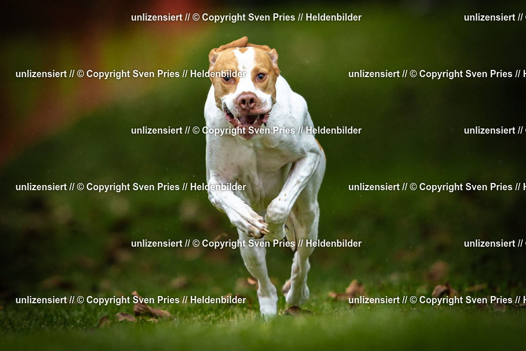 Sven Pries | 2025-09-21 - Hunderennen Baden-Oos - Realisiert mit Pictrs.com