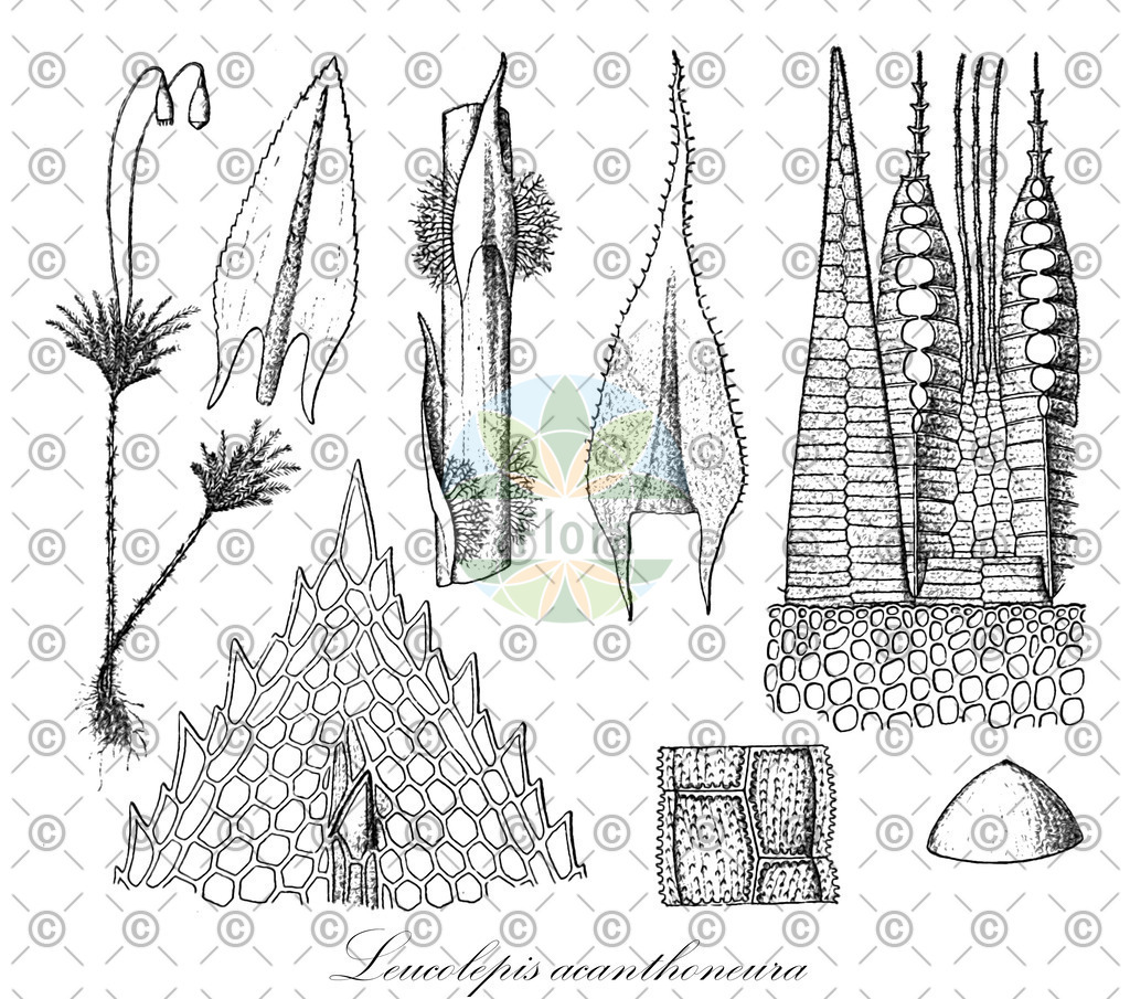 HistAbb_wfo-0001182303_1_ENZY_Simple | Historische Abbildung von Leucolepis acanthoneura - Mniaceae | Historical Illustration of Leucolepis acanthoneura - Mniaceae