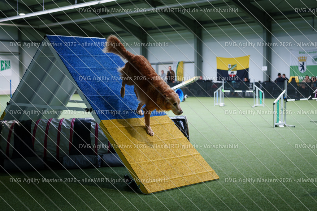 allesWIRTHgut_Tierfotografie-DVG_Agility_Masters_2026-12_42-7R502757 | Professionelle Tierfotografie in Mönchengladbach von Daniel Wirth (allesWIRTHgut). Liebevolle & natürliche Bilder von Hunden & Katzen für unvergessliche Erinnerungen.