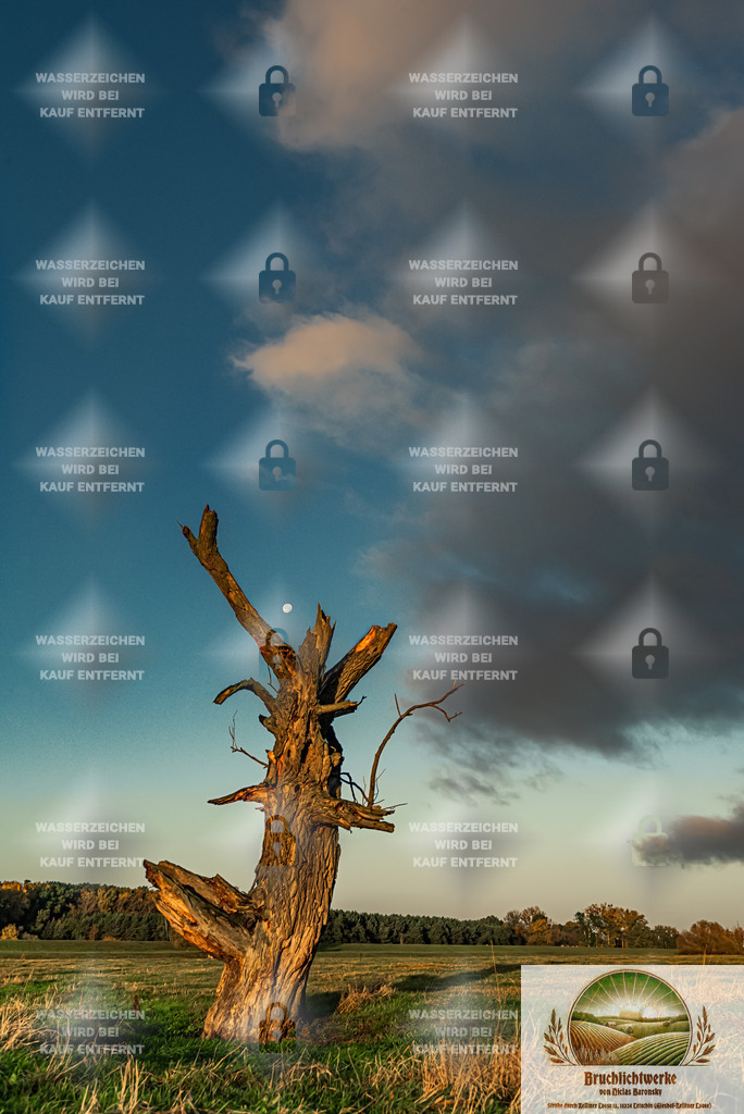 Baumruine mit Vollmond | Landschaftsfotografie aus dem Oderbruch: Fine-Art-Prints im Shop, Fotoworkshops und ausgewählte Hochzeiten in Märkisch-Oderland & Oder-Spree.