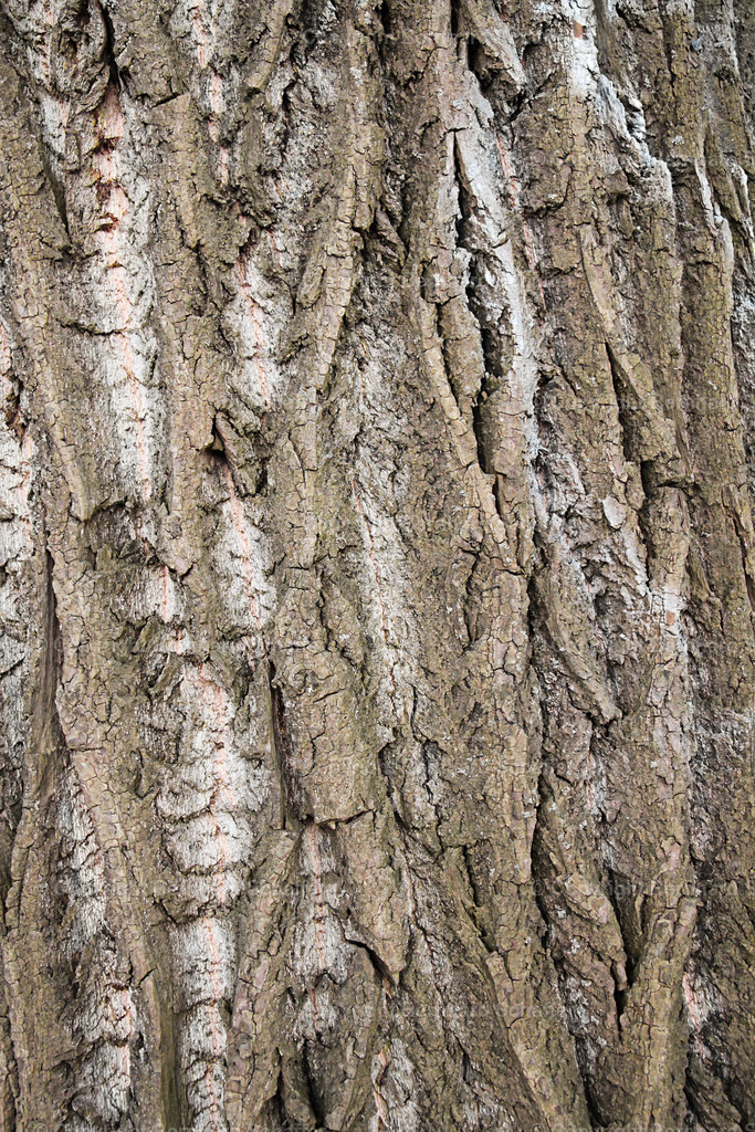 Baumrinde | Rinde eines alten knorrigen Baumes. - Realisiert mit Pictrs.com