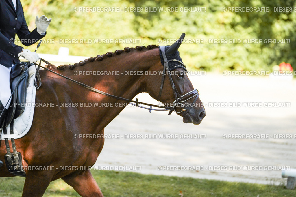 DSC06977 | Pferdegrafie