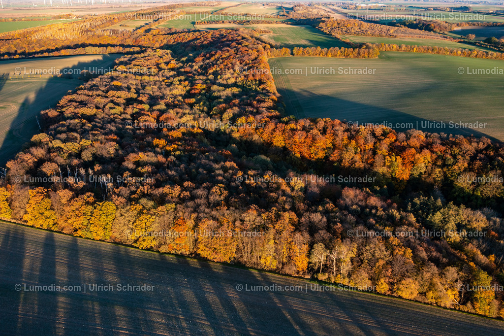 10049-51519 - Wald bei Eilenstedt | Stockfoto und Bilderpool mit Bildmaterial aus Deutschland, dem Harz, Halberstadt, Quedlinburg, Wernigerode und weltweit. Qualitativ hochwertige und professionelle Fotos anschauen und kaufen. - Realisiert mit Pictrs.com