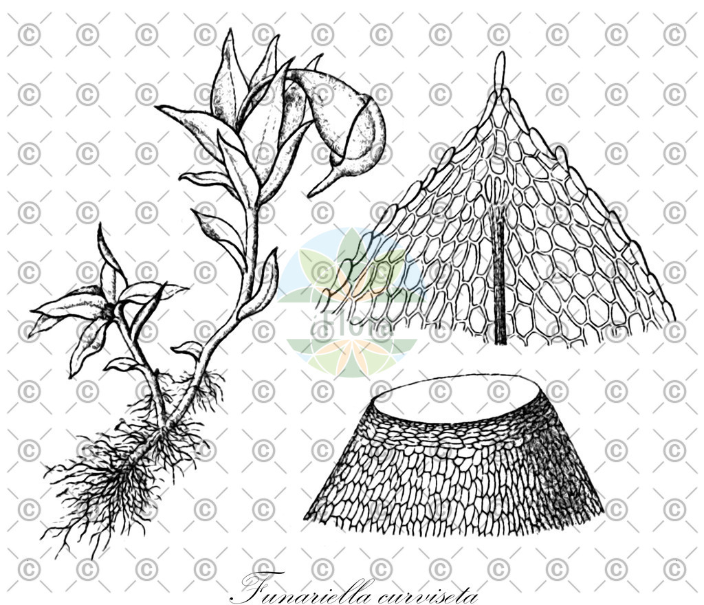 HistAbb_wfo-0000693556_1_ENZY_Simple | Historische Abbildung von Funariella curviseta - Funariaceae | Historical Illustration of Funariella curviseta - Funariaceae