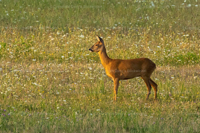 202224 | Tierfotografie, Tierkalender, Tierbilder, Insekten, Spinnen, Vögel, Schmetterling, Libellen, Leinwand, Colorkey, Qualität, Geschenkartikel, Geschenk - Realisiert mit Pictrs.com