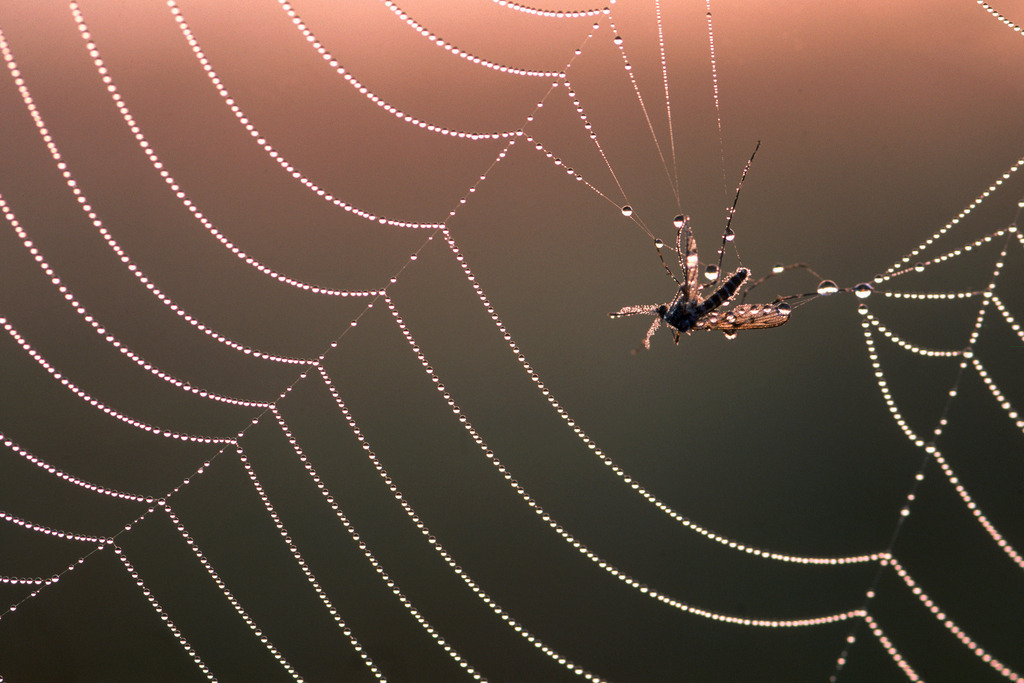 Beute im Spinnennetz | Rohrspitz, Austria - March 17, 2011: Beute im Spinnennetz. - Realisiert mit Pictrs.com